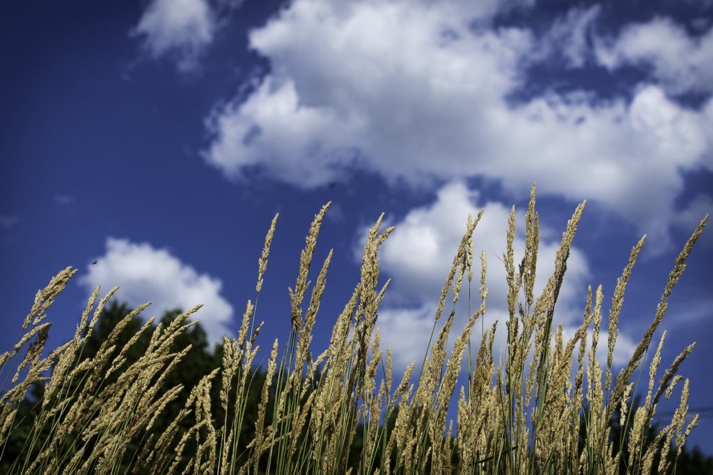 Long Grass and sky-0890